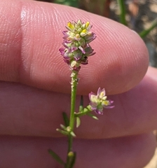 Polygala nuttallii