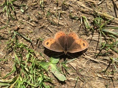 Erebia montanus