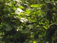 Spilotes pullatus