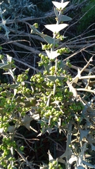 Colletia paradoxa