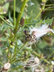 Parancistrocerus perennis