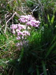 Achillea roseo-alba