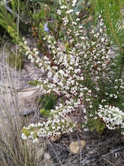 Erica imbricata