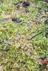 Amblystegium serpens