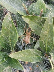 Allagelena gracilens