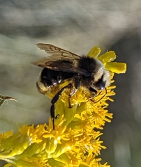 Bombus vosnesenskii