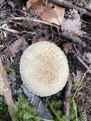 Gyroporus