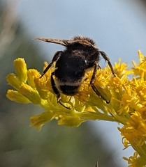 Bombus vosnesenskii