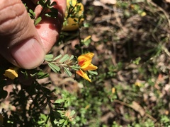Pultenaea microphylla