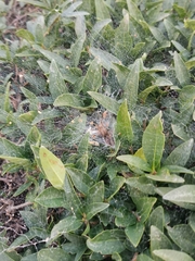 Allagelena gracilens
