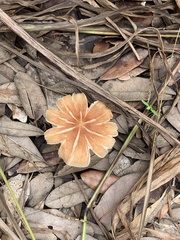 Marasmius siccus
