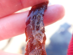 Membranipora membranacea