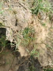 Astragalus arenarius