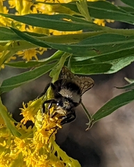 Bombus vosnesenskii