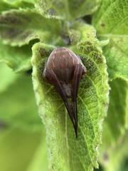 Acacesia hamata