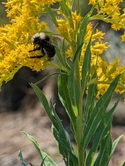 Bombus vosnesenskii