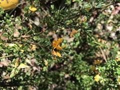 Pultenaea microphylla