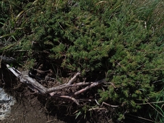 Juniperus sabina