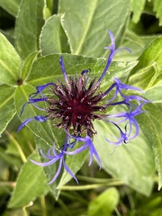 Centaurea montana