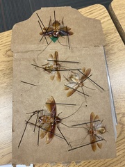 Shelfordella lateralis