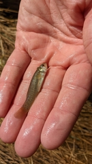 Fundulus heteroclitus