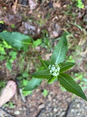Parthenium integrifolium
