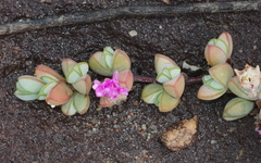 Braunsia