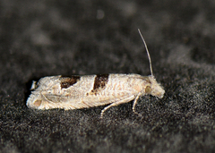 Eucosma tomonana