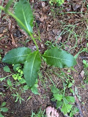 Parthenium integrifolium
