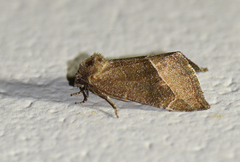 Plagiomimicus spumosum