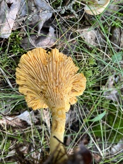 Cantharellus enelensis