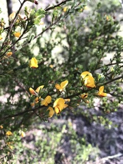 Pultenaea microphylla