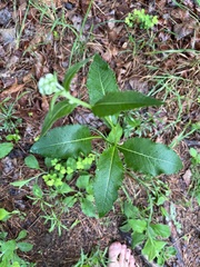 Parthenium integrifolium