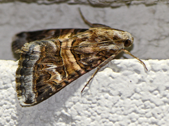 Drasteria mirifica