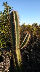 Cereus hildmannianus
