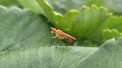 Tetanocera