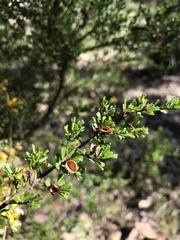 Pultenaea microphylla