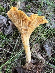 Cantharellus enelensis