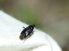 Deraeocoris morio