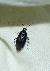 Deraeocoris morio