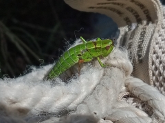 Euthystira brachyptera