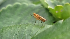 Tetanocera