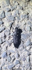 Ocypus olens