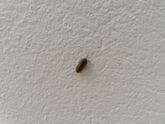 Armadillidium granulatum