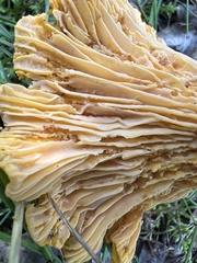 Cantharellus enelensis