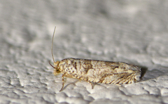Epiblema abruptana