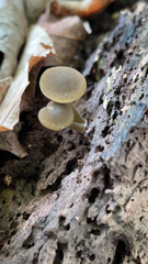 Simocybe centunculus