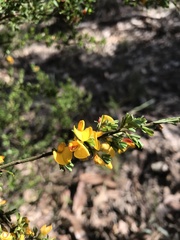 Pultenaea microphylla