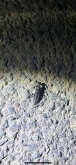 Ocypus olens