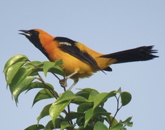 Icterus cucullatus